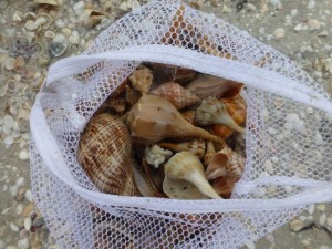 Taylor shell bag Taylor shell bag