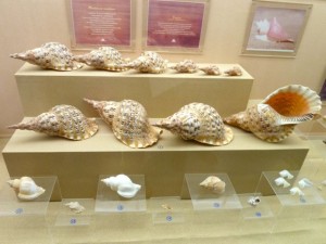 Thailand seashell museum tritons Thailand seashell museum tritons