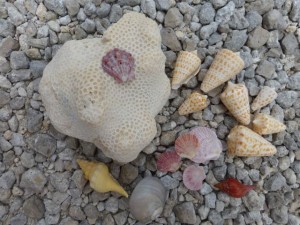 Wendy coral lions paw shells Wendy coral lions paw shells