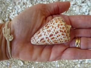 alphabet cone sanibel shell