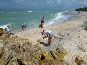 blind pass shell pile captiva blind pass shell pile captiva