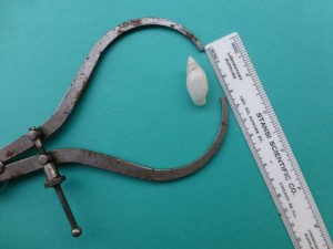 calipers measure seashell calipers measure seashell