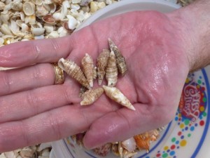 cerith seashells found cerith seashells found