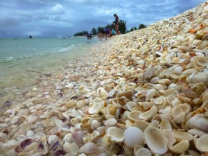 collection seashells collection seashells