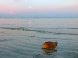 conch shell full moon