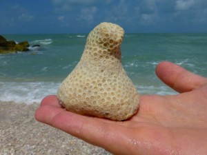 coral shaped kiss captiva coral shaped kiss captiva