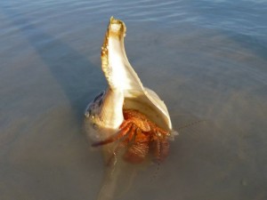 hermit crab in whelk seashell