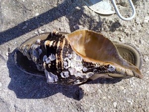 horse conch
