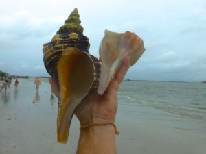 horse conch sanibel ts debby horse conch sanibel ts debby