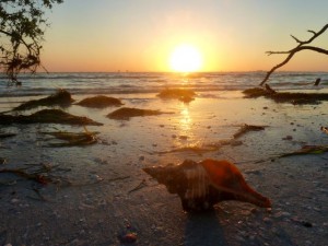 horse conch sunrise horse conch sunrise