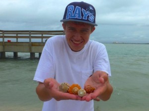 jesse seashells cones jesse seashells cones