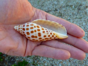 junonia found captiva junonia found captiva