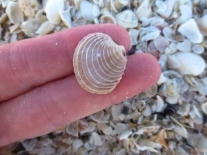 juvenile quahog juvenile quahog