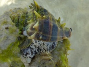 kings crown laying eggs