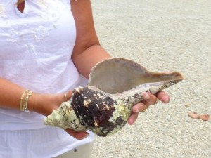 large horse conch wendy large horse conch wendy