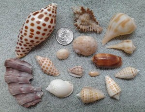 leah sand key shells leah sand key shells