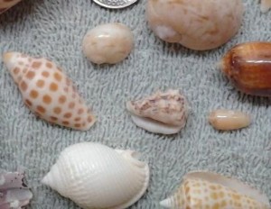 Atlantic morum seashells Atlantic morum seashells
