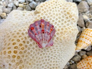 lions paw coral lions paw coral