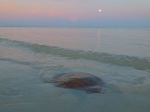 live sand dollar full moon