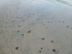 live sand dollars sanibel
