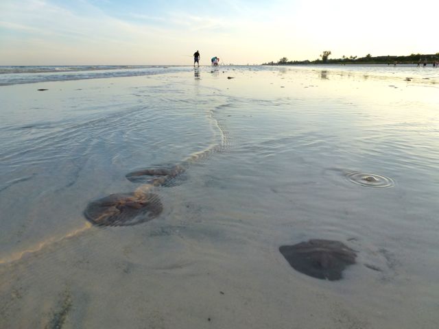 low tide sanibel sand dollars