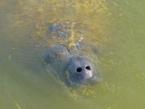 manatee mcCarthys Marina captiva manatee mcCarthys marina captiva