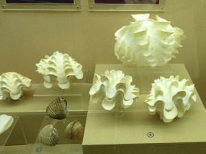 phuket seashell museum clams thailand phuket seashell museum clams thailand