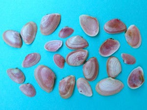 rose petal tellins bunche