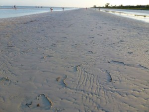 sand bar sanibel olives