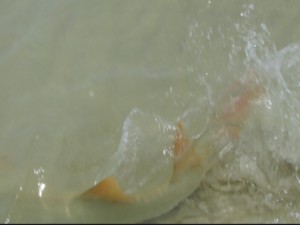 sawfish