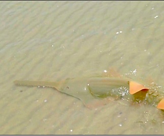 sawfish gulf coast