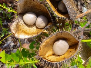 sea bean pearls nickerbean pod sea bean pearls nickerbean pod