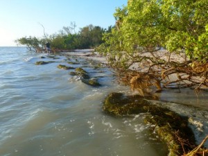 sea grasses storm debby sea grasses storm debby