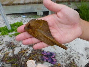 sea turtle shell shard sea turtle shell shard