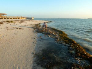 sea weed after storm sea weed after storm