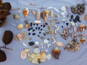 seashells and sharks teeth seashells and sharks teeth