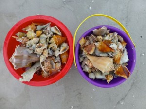 shell buckets shell buckets
