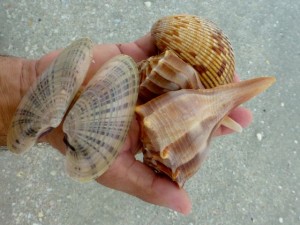 sunray venus, whelks sanibel sunray venus, whelks sanibel