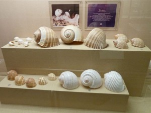 thailand shell museum tun thailand shell museum tun