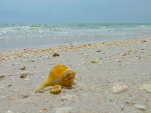 whelk on cayo costa whelk on cayo costa