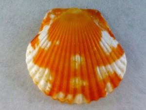 Captiva creamsicle scallop