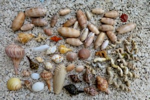 Cayo Costa seashell collection Cayo Costa seashell collection