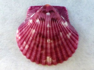 I'm plum happy scallop
