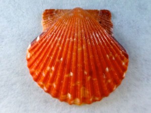 Sanibel Sunburn Scallop