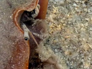 Strombus alatus egg string