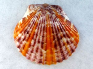 Sunset serenade scallop