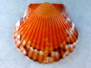Vacation Sunrise scallop