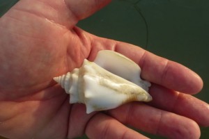 albino fighthing conch albino fighthing conch