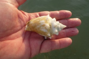 albino fighting conch albino fighting conch