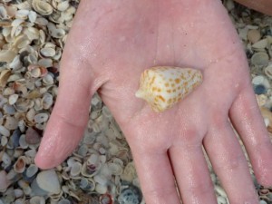 alphabet cone bowman's beach sanibel